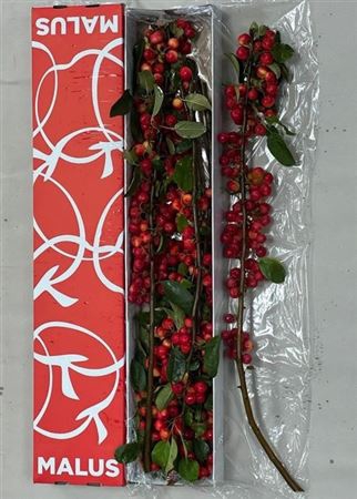 <h4>Malus Red Sentinel (tak)</h4>