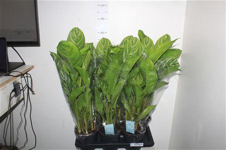 <h4>Aglao Stripes</h4>