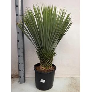 YUC ROSTRATA