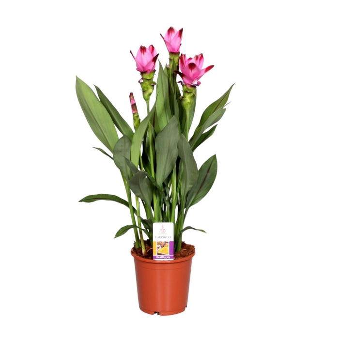 Curcuma alism. Siam Splash
