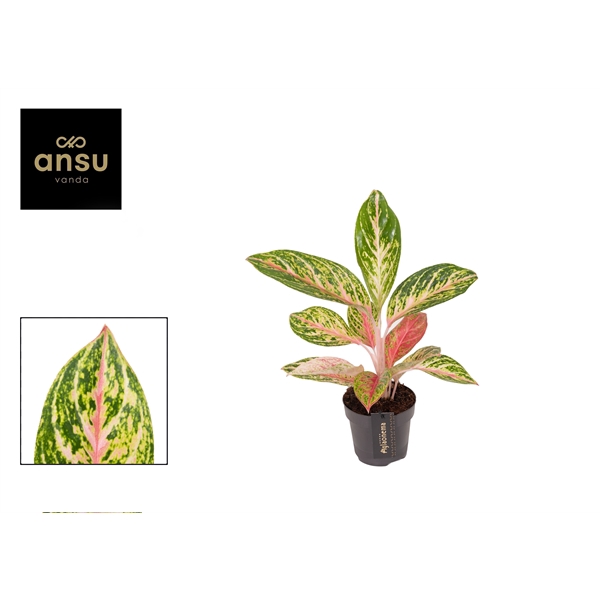 <h4>Aglaonema Coco Melon</h4>