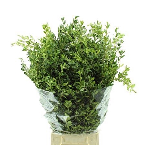 Buxus