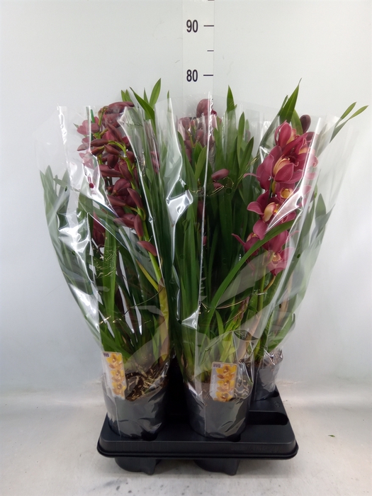 <h4>Cymbidium   ...</h4>