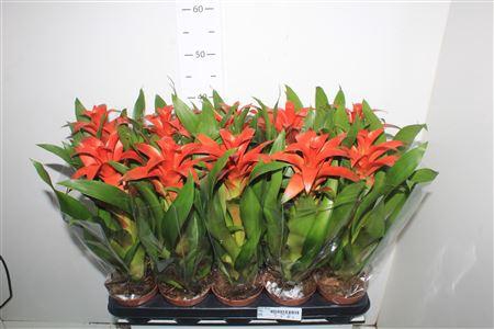 <h4>Guzm Allura</h4>