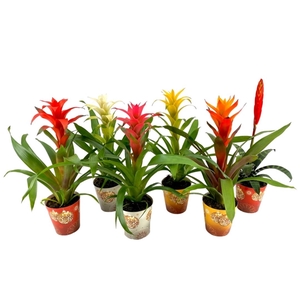 Bromelia mix in Kerst Cover