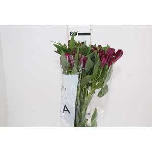 ALSTROEMERIA NAPOLI 080 CM