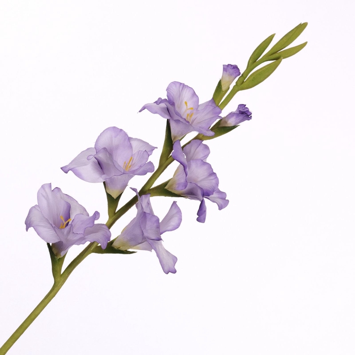<h4>Gladiolus Spray Lavender FL440353LAV</h4>