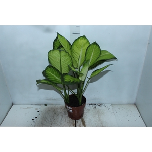 DIEFFENBACHIA TROPIC MARIANA P17