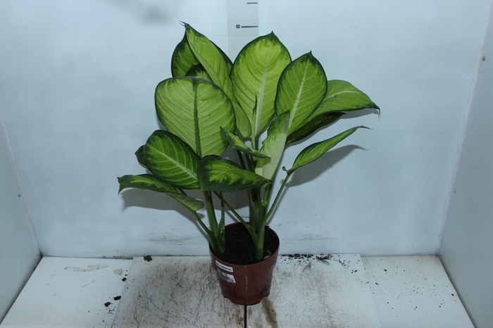 <h4>DIEFFENBACHIA TROPIC MARIANA P17</h4>