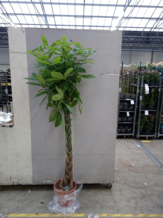 <h4>Pachira aquatica</h4>