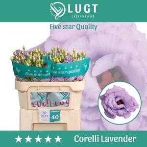 Eust. russ. DU 'Corelli Lavender' Lugt