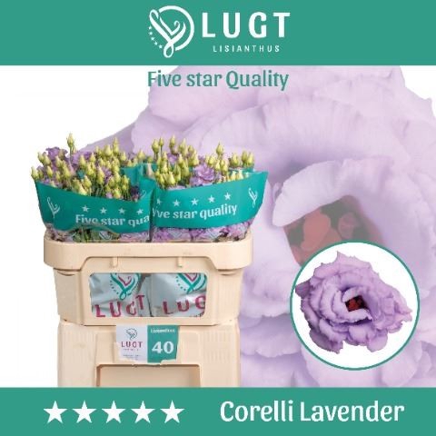 <h4>Eust. russ. DU 'Corelli Lavender' Lugt</h4>