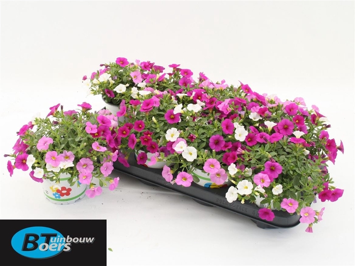<h4>Calibrachoa 'cabaret Mm Pink Parad'</h4>