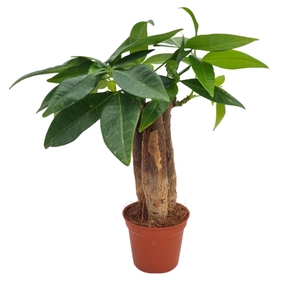 PACHIRA AQUATICA