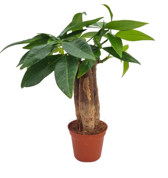 <h4>PACHIRA AQUATICA</h4>