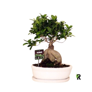 Ficus microcarpa 'Ginseng'