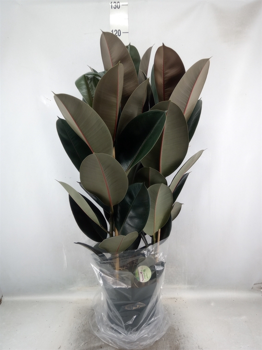 <h4>Ficus elastica 'Abidjan'</h4>