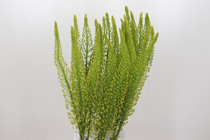 <h4>Eremurus Shelford Yellow Sun</h4>