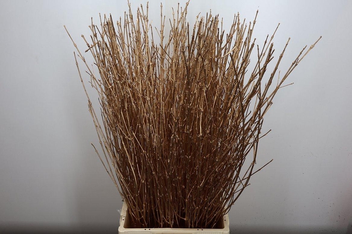 <h4>Cornus Antiek Goud</h4>