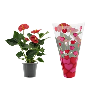 Anthurium Success Red in heart sleeve Lilly