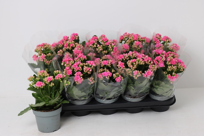 <h4>KAL GE AFRICAN JUNE</h4>