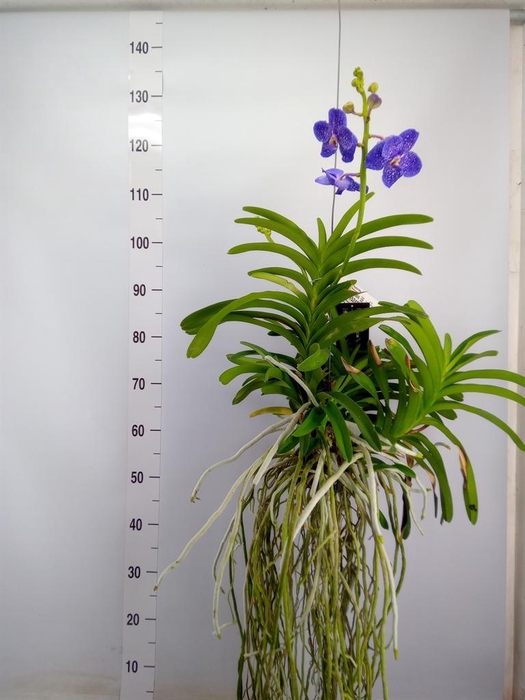 <h4>Vanda hybrids</h4>