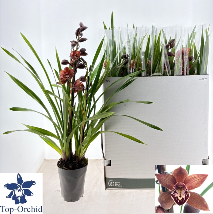 <h4>CYMB OVERIG</h4>