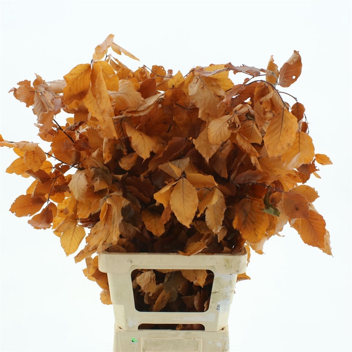 <h4>Pres Beech Leafs Orange</h4>