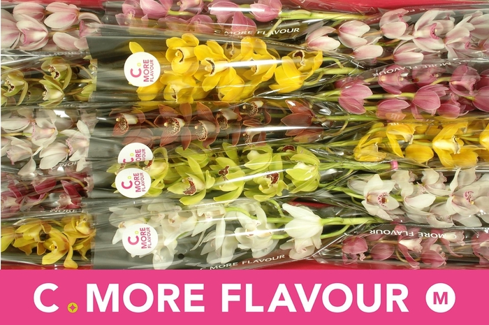 <h4>CYMB MI GEM</h4>