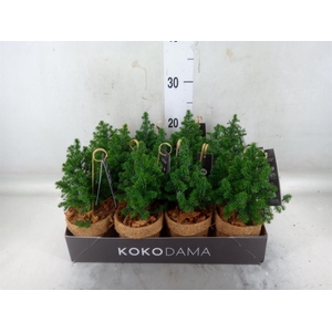 Chamaecyparis thyo. 'Top Point'