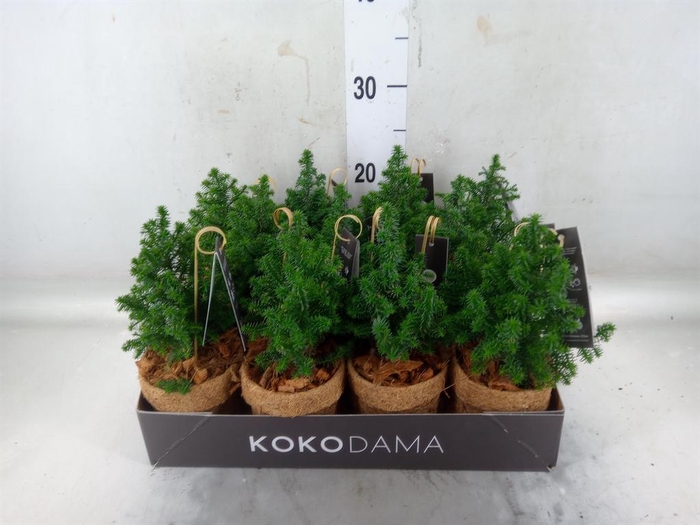 <h4>Chamaecyparis thyo. 'Top Point'</h4>