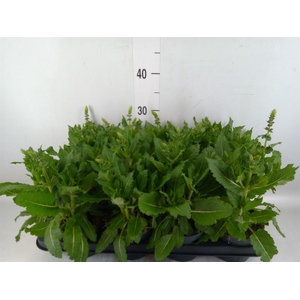 Salvia sylvestris 'April Night'