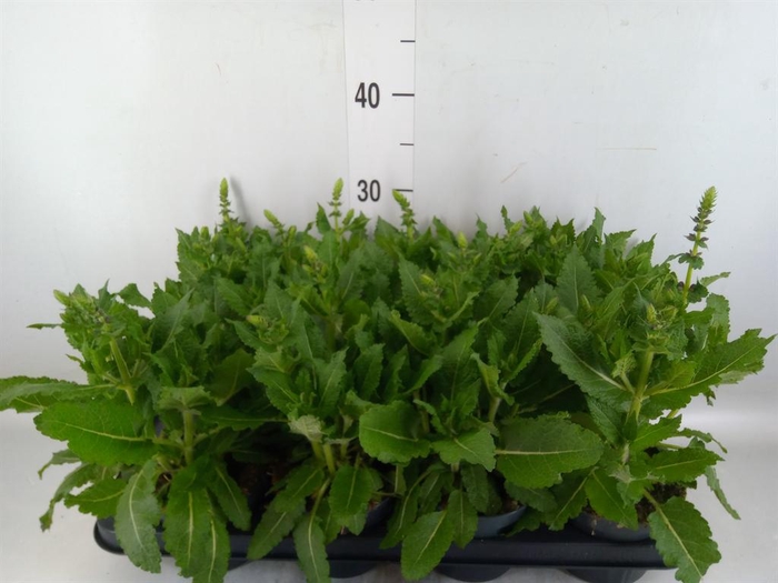 <h4>Salvia sylvestris 'April Night'</h4>