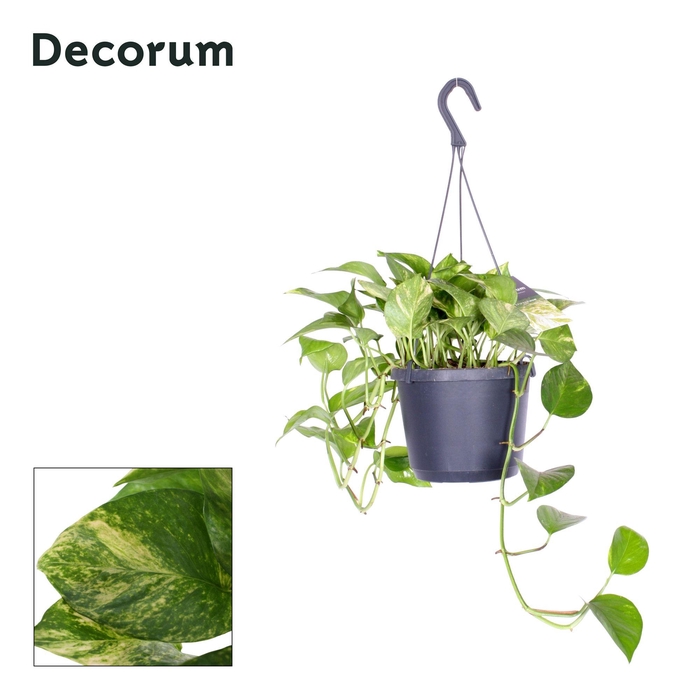 <h4>Epipremnum pinn. 'Hicolor'</h4>