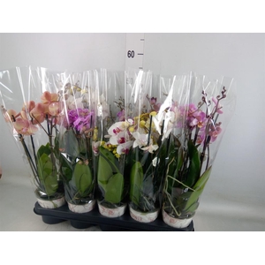 Phalaenopsis   ...mix