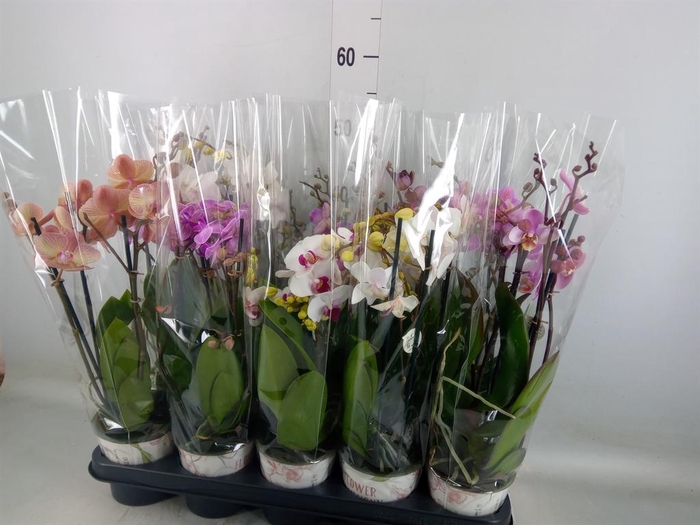 <h4>Phalaenopsis   ...mix</h4>