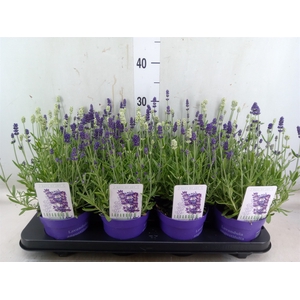 Lavandula angus. 'Ardeche Blue'