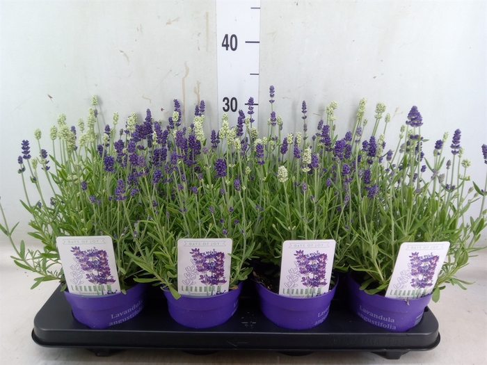 <h4>Lavandula angus. 'Ardeche Blue'</h4>