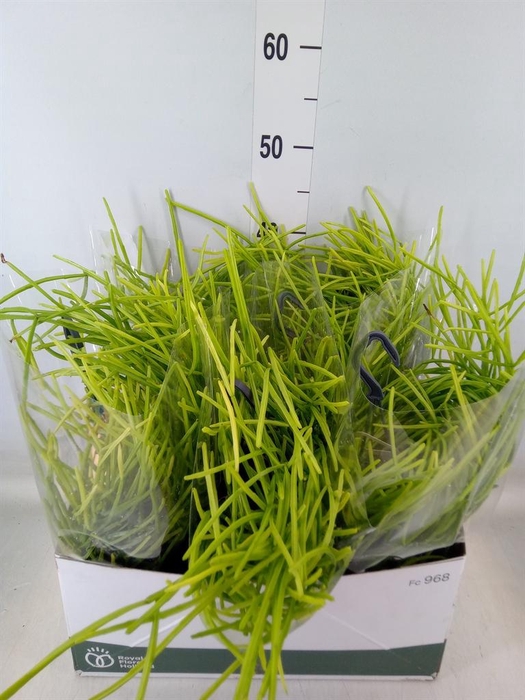 <h4>Rhipsalis   ...</h4>