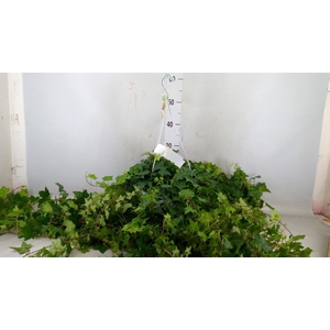 Hedera helix 'Pittsburgh'