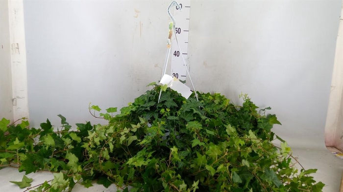 <h4>Hedera helix 'Pittsburgh'</h4>