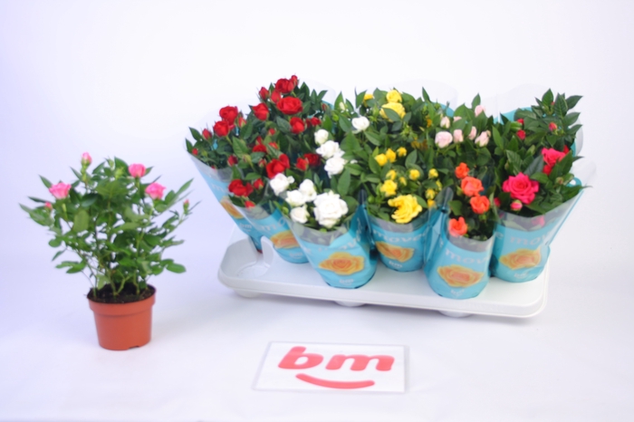 <h4>RO B MONDE GEM 7 SRT</h4>