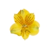 ALSTROEMERIA ALOHA 080 CM