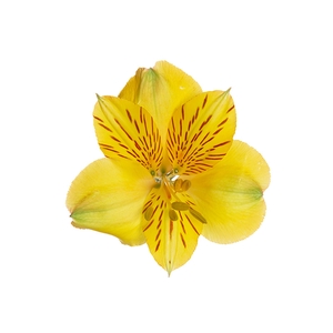 ALSTROEMERIA ALOHA 080 CM