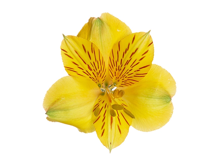 <h4>ALSTROEMERIA ALOHA 080 CM</h4>