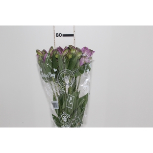 ALSTROEMERIA GALAXY 080 CM LILAS