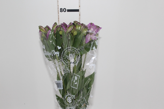<h4>ALSTROEMERIA GALAXY 080 CM LILAS</h4>