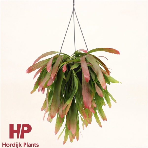 <h4>Pseudorhipsalis ramulosa 'Red Coral'</h4>