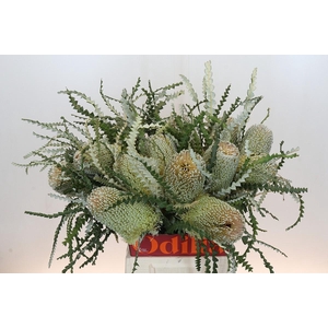 Banksia Speciosa