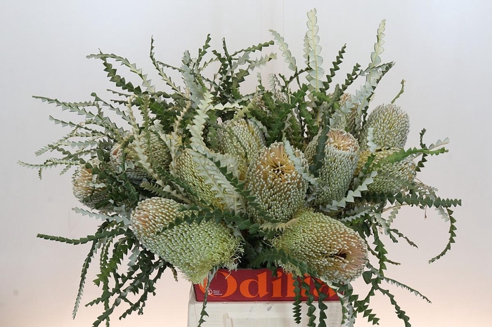 <h4>Banksia Speciosa</h4>